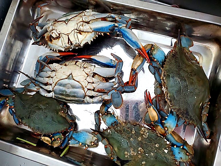 Selecting fresh blue crabs